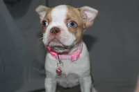 Luna, a female Boston Terrier for sale in Brooksville, FL – 5 of 7