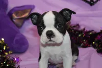 Lumi Your Sweet, Laid-Back Little Cuddle Bug, a female Boston Terrier for sale in Brooksville, FL – 3 of 6