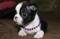 Enzo, a male Boston Terrier for sale in Brooksville, FL – 6 of 6