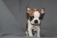 Harper, a female Boston Terrier for sale in Brooksville, FL – 4 of 6
