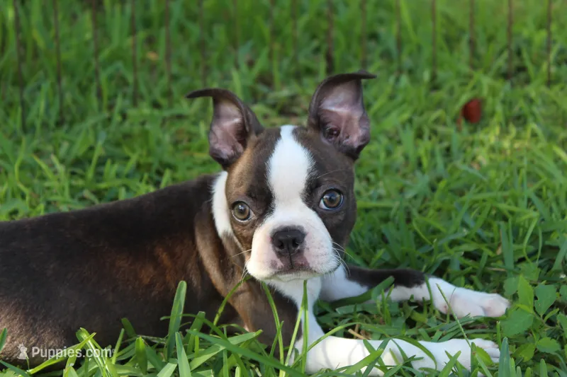 Lucy Curious Brindle Companion – Boston Terrier puppy for sale in Brooksville, FL