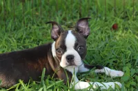 Lucy Curious Brindle Companion, a female Boston Terrier for sale in Brooksville, FL – 1 of 10