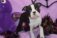 Zellah Our Curious Little Girl with a Big Personality, a female Boston Terrier for sale in Brooksville, FL – 4 of 10