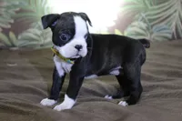 Zola, a female Boston Terrier for sale in Brooksville, FL – 5 of 5