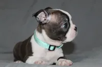 Lucy, a female Boston Terrier for sale in Brooksville, FL – 5 of 6