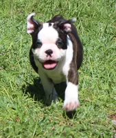 Bongo Make sure to read description, a male Boston Terrier for sale in Brooksville, FL – 4 of 10