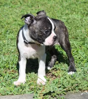Tommy, a male Boston Terrier for sale in Brooksville, FL – 2 of 3