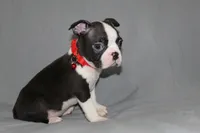 Levi, a male Boston Terrier for sale in Brooksville, FL – 3 of 6