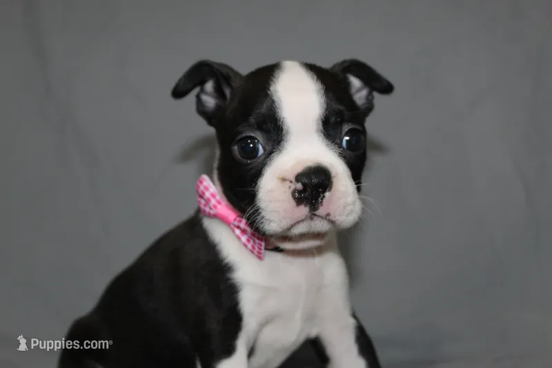 Chloe – Boston Terrier puppy on hold in Brooksville, FL