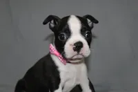 Chloe, a female Boston Terrier for sale in Brooksville, FL – 1 of 7