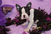 Minka Ready to Go, a female Boston Terrier for sale in Brooksville, FL – 3 of 6