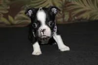 Enzo, a male Boston Terrier for sale in Brooksville, FL – 2 of 6