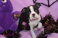 Zellah Our Curious Little Girl with a Big Personality, a female Boston Terrier for sale in Brooksville, FL – 5 of 10