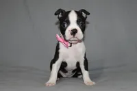 Chloe, a female Boston Terrier for sale in Brooksville, FL – 4 of 7
