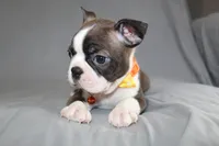 Demi, a female Boston Terrier for sale in Brooksville, FL – 5 of 7