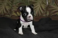 Enzo, a male Boston Terrier for sale in Brooksville, FL – 5 of 6