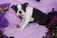 Lumi Your Sweet, Laid-Back Little Cuddle Bug, a female Boston Terrier for sale in Brooksville, FL – 6 of 6