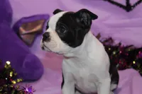 Lumi Your Sweet, Laid-Back Little Cuddle Bug, a female Boston Terrier for sale in Brooksville, FL – 2 of 6