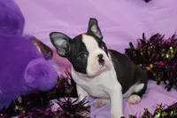 Minka Ready to Go, a female Boston Terrier for sale in Brooksville, FL – 2 of 6