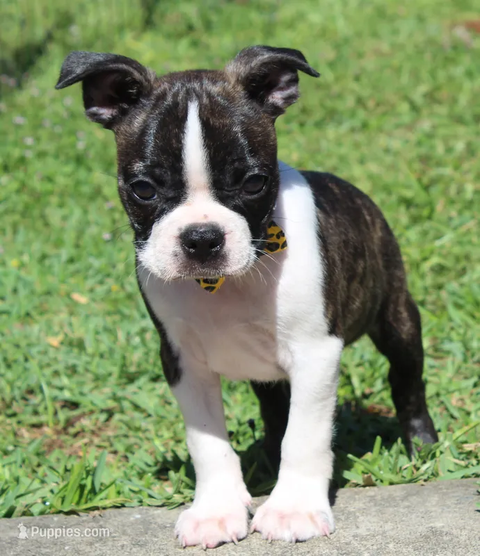 Tommy – Boston Terrier puppy for sale in Brooksville, FL