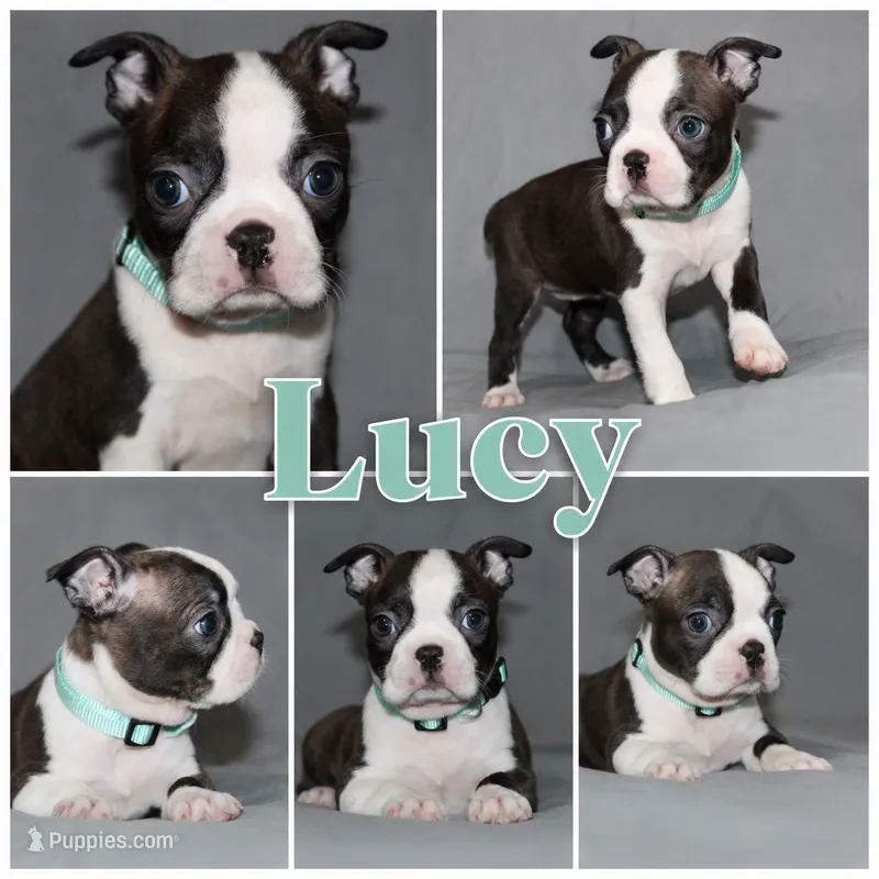 Lucy Curious Brindle Companion – Boston Terrier puppy for sale in Brooksville, FL