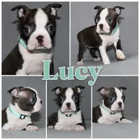 Lucy, a female Boston Terrier for sale in Brooksville, FL – 2 of 6