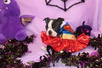 Kiki the Little Firecracker, a female Boston Terrier for sale in Brooksville, FL – 8 of 9