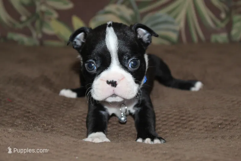 Taz – Boston Terrier puppy for sale in Brooksville, FL