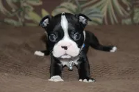 Taz, a male Boston Terrier for sale in Brooksville, FL – 1 of 5