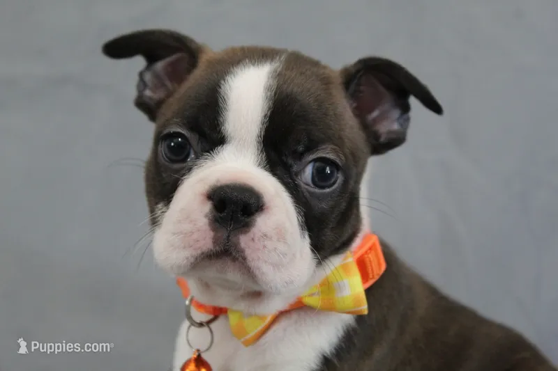 Demi – Boston Terrier puppy for sale in Brooksville, FL