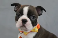 Demi, a female Boston Terrier for sale in Brooksville, FL – 1 of 7