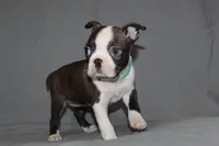 Lucy, a female Boston Terrier for sale in Brooksville, FL – 6 of 6