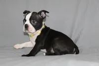 Daisy, a female Boston Terrier for sale in Brooksville, FL – 3 of 7