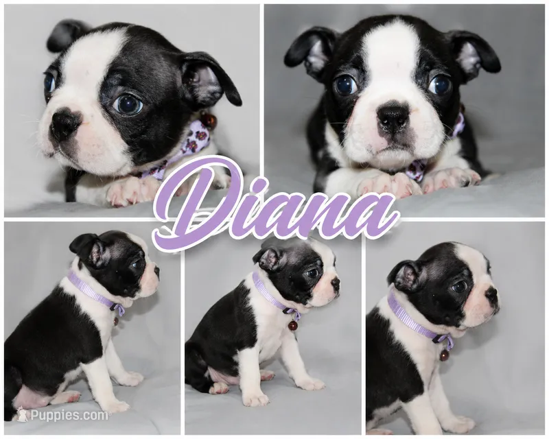 Diana Gentle Black Brindle Girl – Boston Terrier puppy for sale in Brooksville, FL