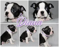 Diana, a female Boston Terrier for sale in Brooksville, FL – 2 of 6