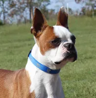 See videos Bongo, a male Boston Terrier for sale in Brooksville, FL – 9 of 10