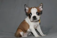 Harper, a female Boston Terrier for sale in Brooksville, FL – 6 of 6