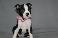 Chloe, a female Boston Terrier for sale in Brooksville, FL – 3 of 7