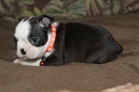 Nixi, a female Boston Terrier for sale in Brooksville, FL – 4 of 4