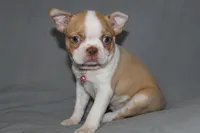 Luna, a female Boston Terrier for sale in Brooksville, FL – 6 of 7