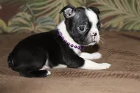 Enzo, a male Boston Terrier for sale in Brooksville, FL – 3 of 6