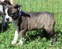 Timmy, a male Boston Terrier for sale in Brooksville, FL – 2 of 3