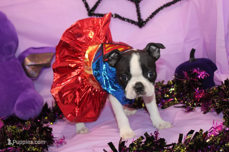 Kiki the Little Firecracker – Boston Terrier puppy for sale in Brooksville, FL