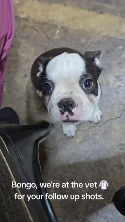 See videos Bongo, a male Boston Terrier for sale in Brooksville, FL – 8 of 10