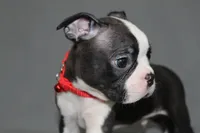 Levi, a male Boston Terrier for sale in Brooksville, FL – 6 of 6