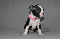 Chloe, a female Boston Terrier for sale in Brooksville, FL – 5 of 7