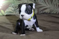 Zola, a female Boston Terrier for sale in Brooksville, FL – 2 of 5