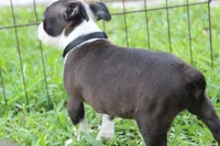 Nixi, a female Boston Terrier for sale in Brooksville, FL – 5 of 10