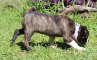 Timmy, a male Boston Terrier for sale in Brooksville, FL – 3 of 3