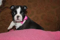 Vivi, a female Boston Terrier for sale in Brooksville, FL – 4 of 9